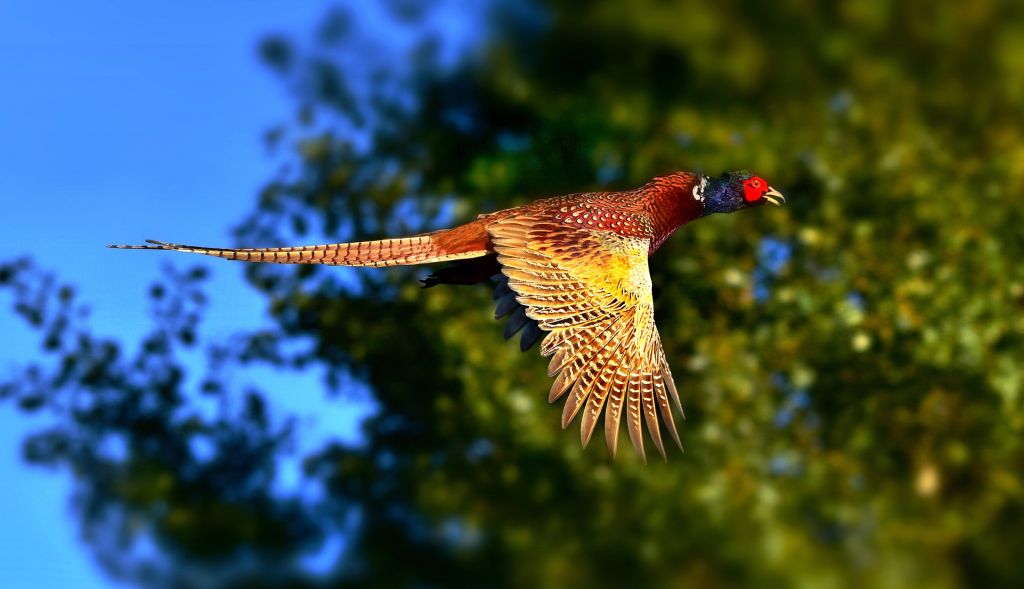DNR Pheasant numbers look strong in southwest Minnesota Marshall Radio