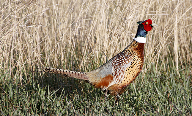 Pheasant Hunting Opens This Weekend Marshall Radio