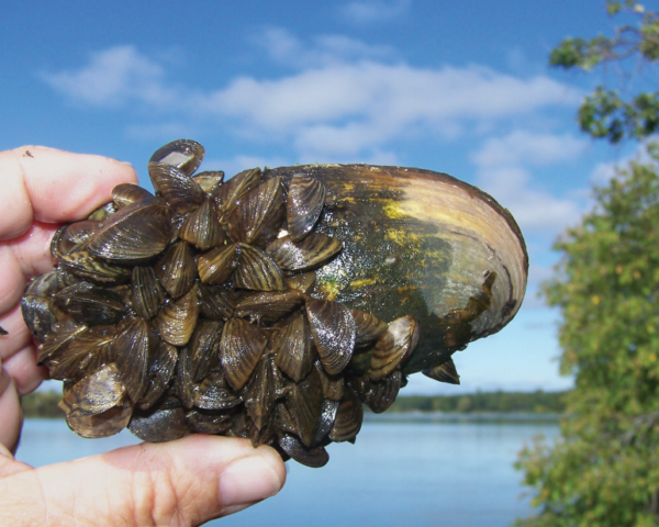 Zebra Mussels Confirmed In Lake Shetek In Murray County – Marshall Radio